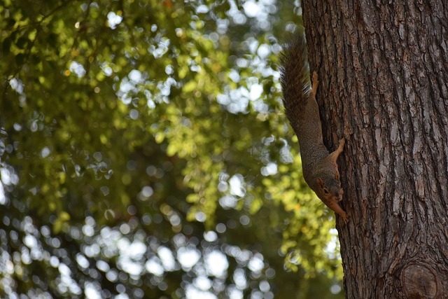 国王冲击季后赛形势明朗